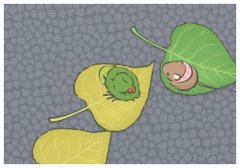關于梅花的詩句,雅而不俗的微信名詩句