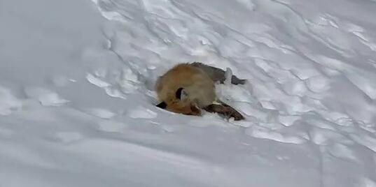 網(wǎng)紅狐貍死在雪地里