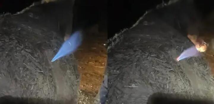 騾子肚子發脹獸醫放氣點火